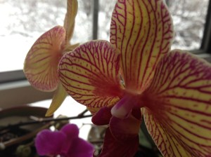 The beauty of blooming orchids in the midst of a winter storm. 