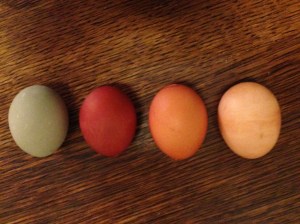 Easter Eggs (l to r) Artichoke leaves with vinegar;  Red onion skins with vinegar; Yellow onion skins with vinegar; Yellow onion skins, no vinegar; 