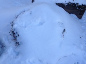 Wreath here somewhere... photo 1